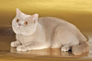 Окрас фавн британских кошек: британская кошка фавн: британская кошка фавн, британский кот фавн, британцы фавн    